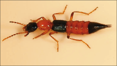 Fig%201%20Nairobi%20fly.tif